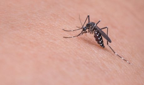 Produits contre les moustiques à la Pharmacie de la  Pierre Percée